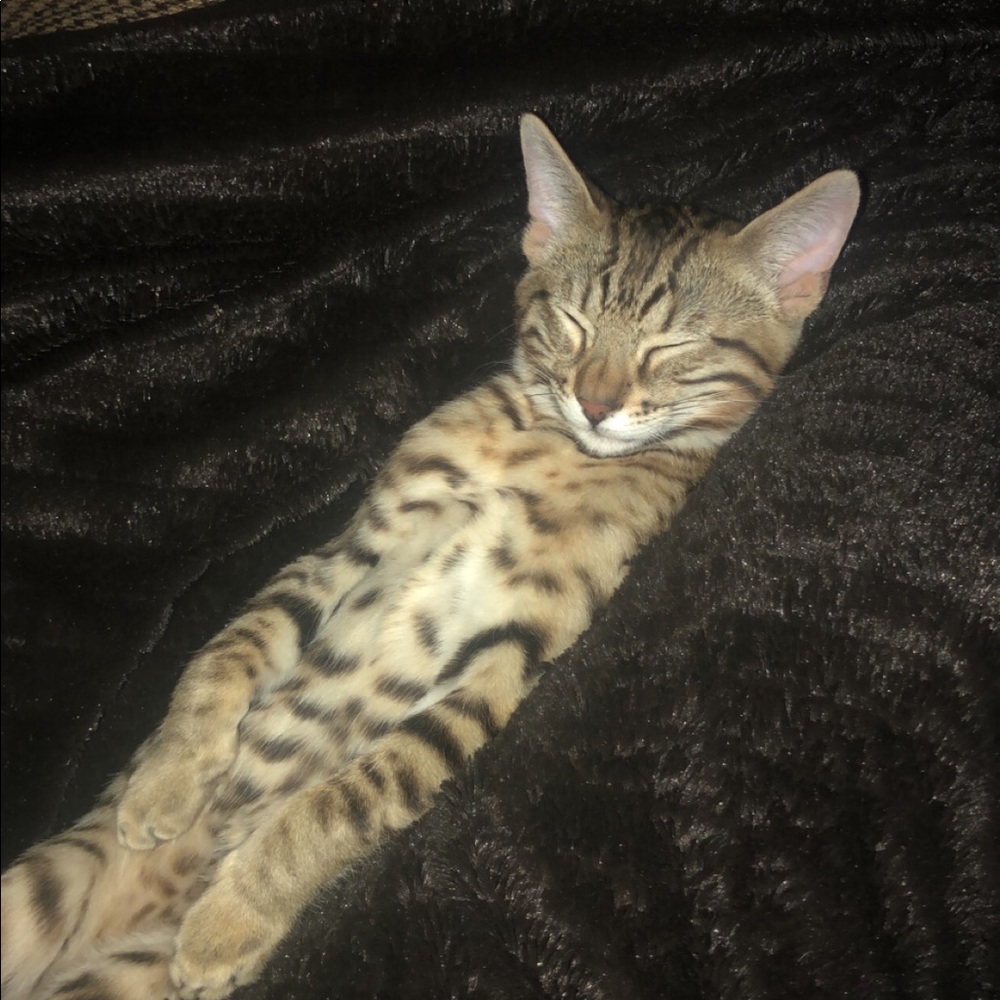 Meet your Posher, Ava